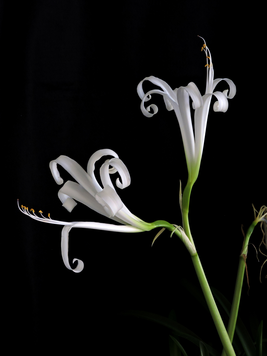 Amaryllidaceae Griffinia gardneriana