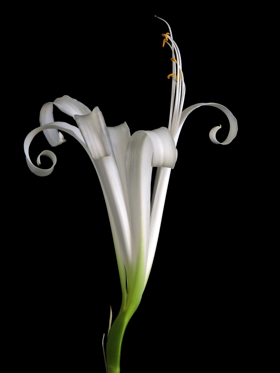 Amaryllidaceae Griffinia gardneriana