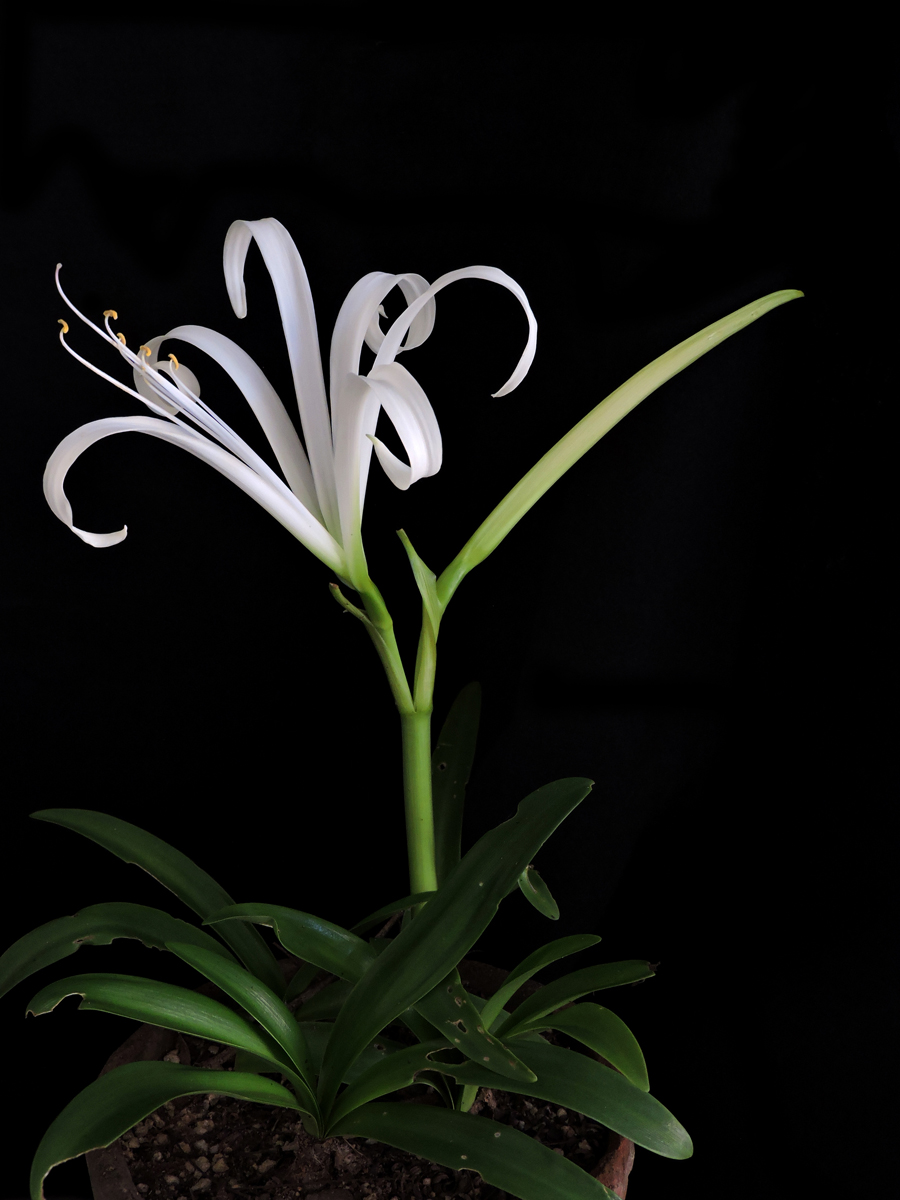 Amaryllidaceae Griffinia gardneriana