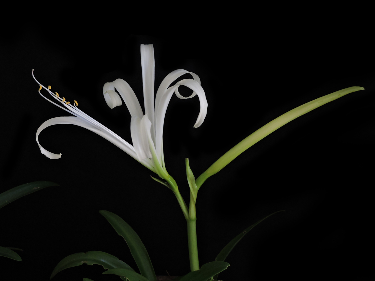 Amaryllidaceae Griffinia gardneriana