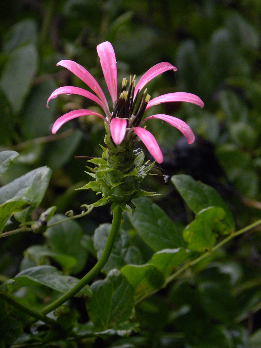 Asteraceae Mutisia speciosa