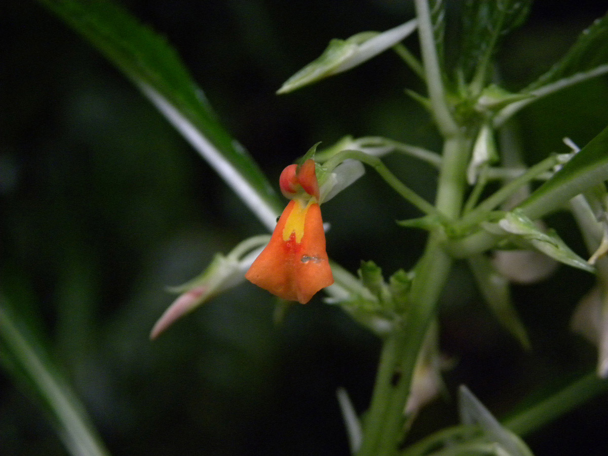 Violaceae Noisettia orchidiflora