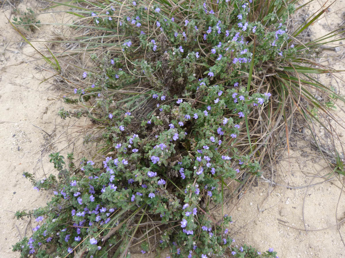 Plantaginaceae Achetaria scutellarioides