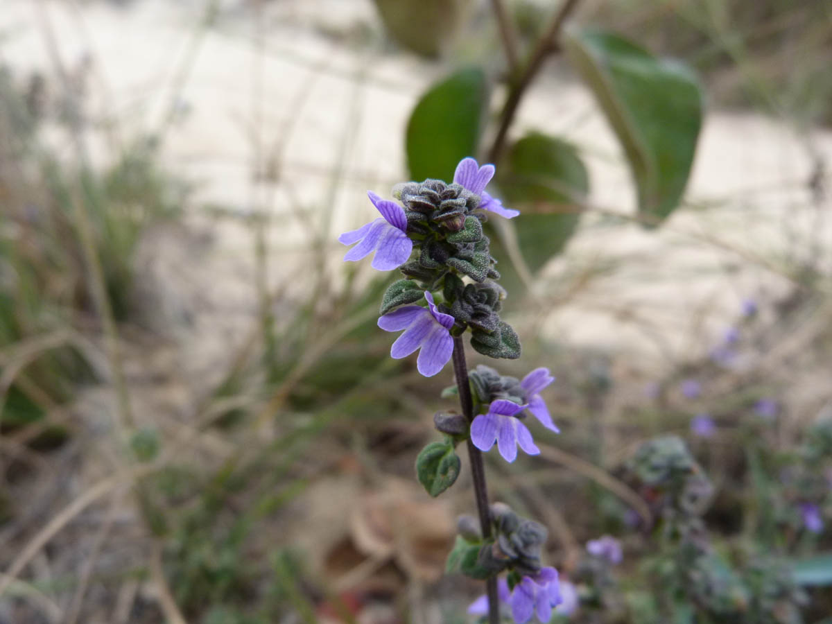 Plantaginaceae Achetaria scutellarioides