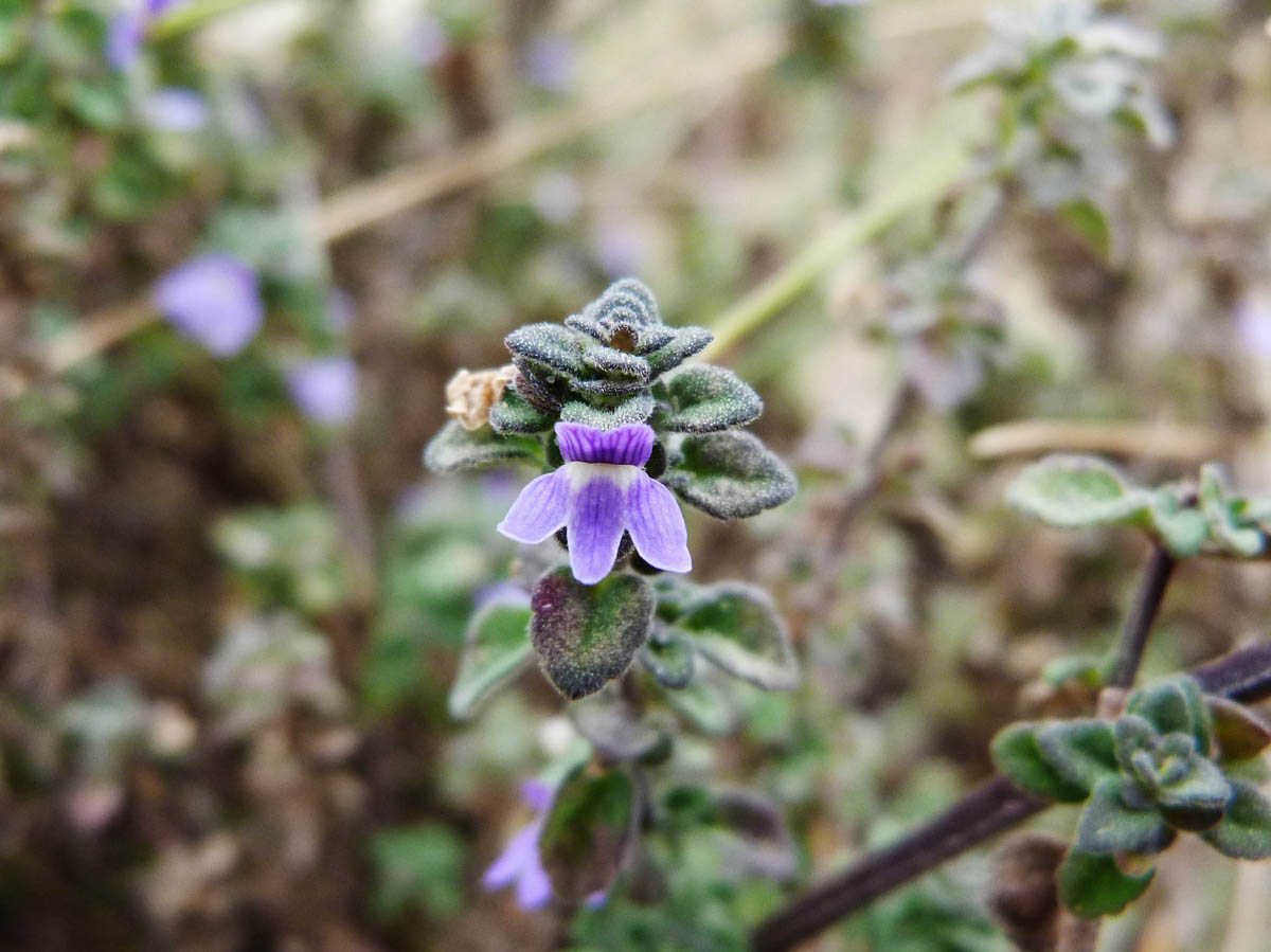 Plantaginaceae Achetaria scutellarioides