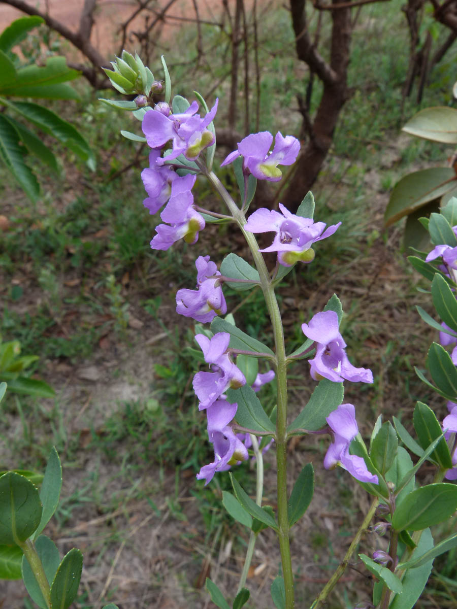 Plantaginaceae Angelonia goyazensis