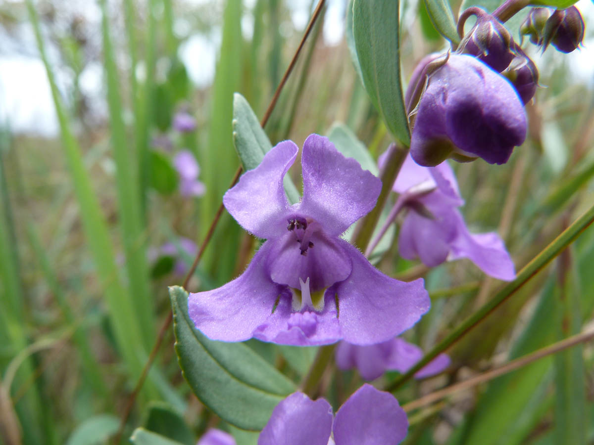 Plantaginaceae Angelonia goyazensis