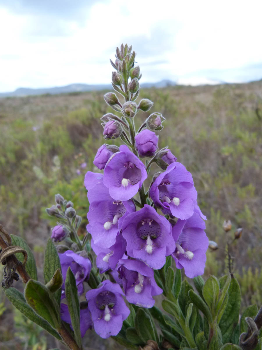 Plantaginaceae Angelonia tomentosa