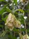 image of Anchietea pyrifolia