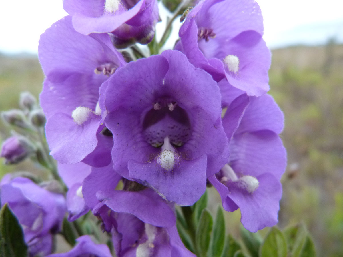 Plantaginaceae Angelonia tomentosa