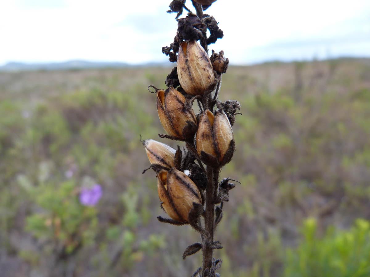Plantaginaceae Angelonia tomentosa