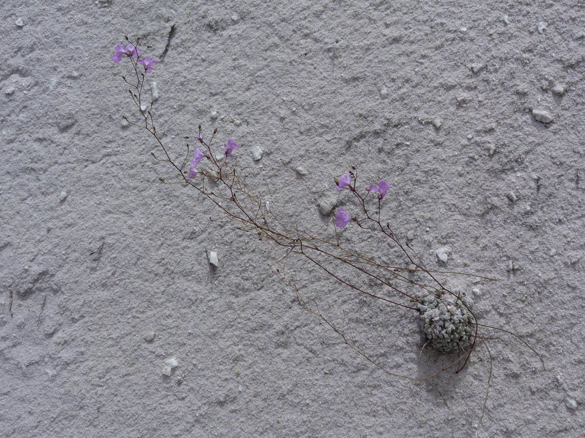 Plantaginaceae Philcoxia bahiensis
