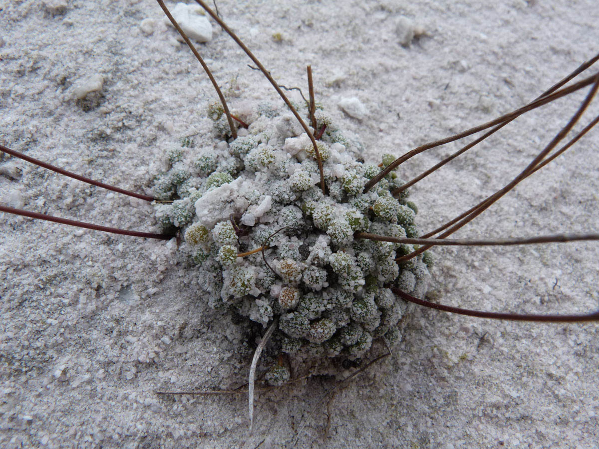 Plantaginaceae Philcoxia bahiensis
