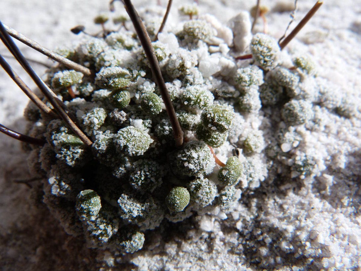 Plantaginaceae Philcoxia bahiensis