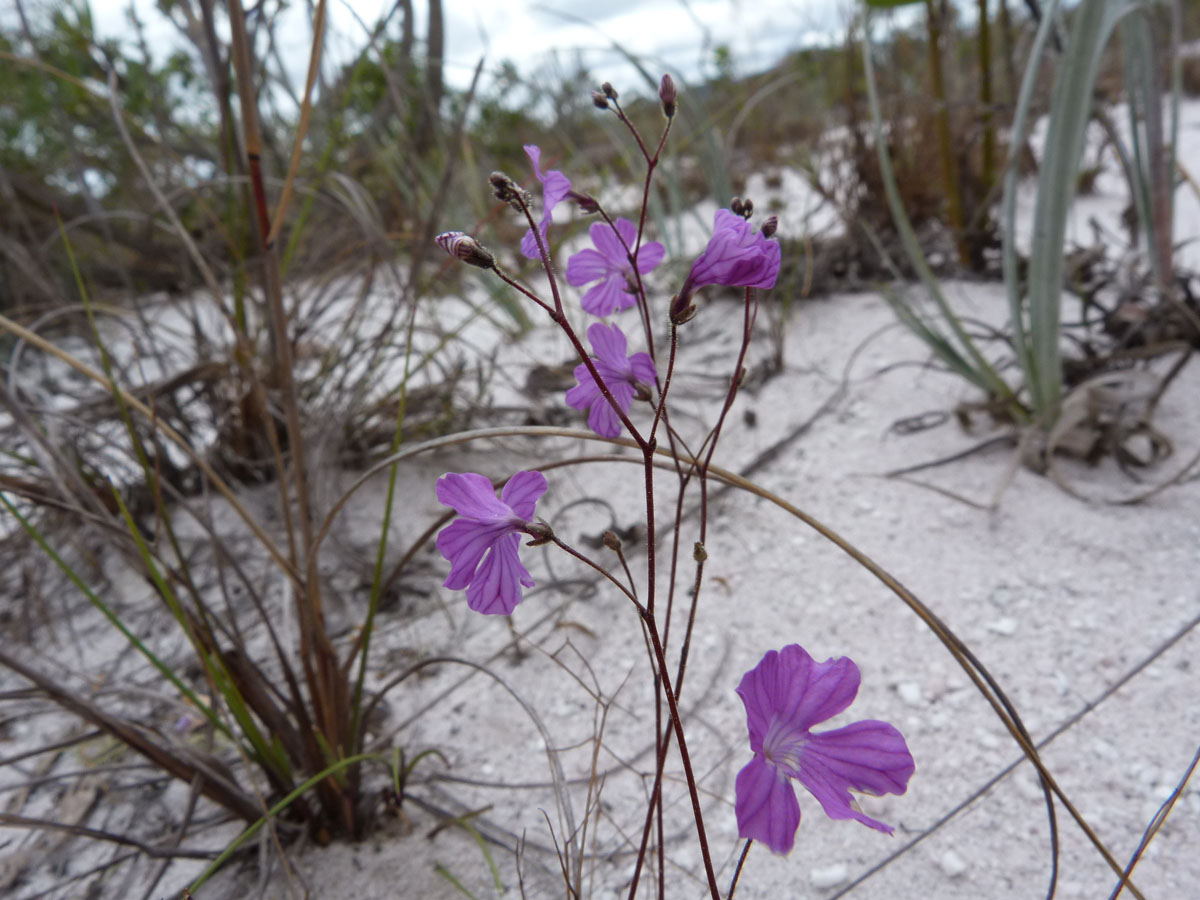 Plantaginaceae Philcoxia bahiensis