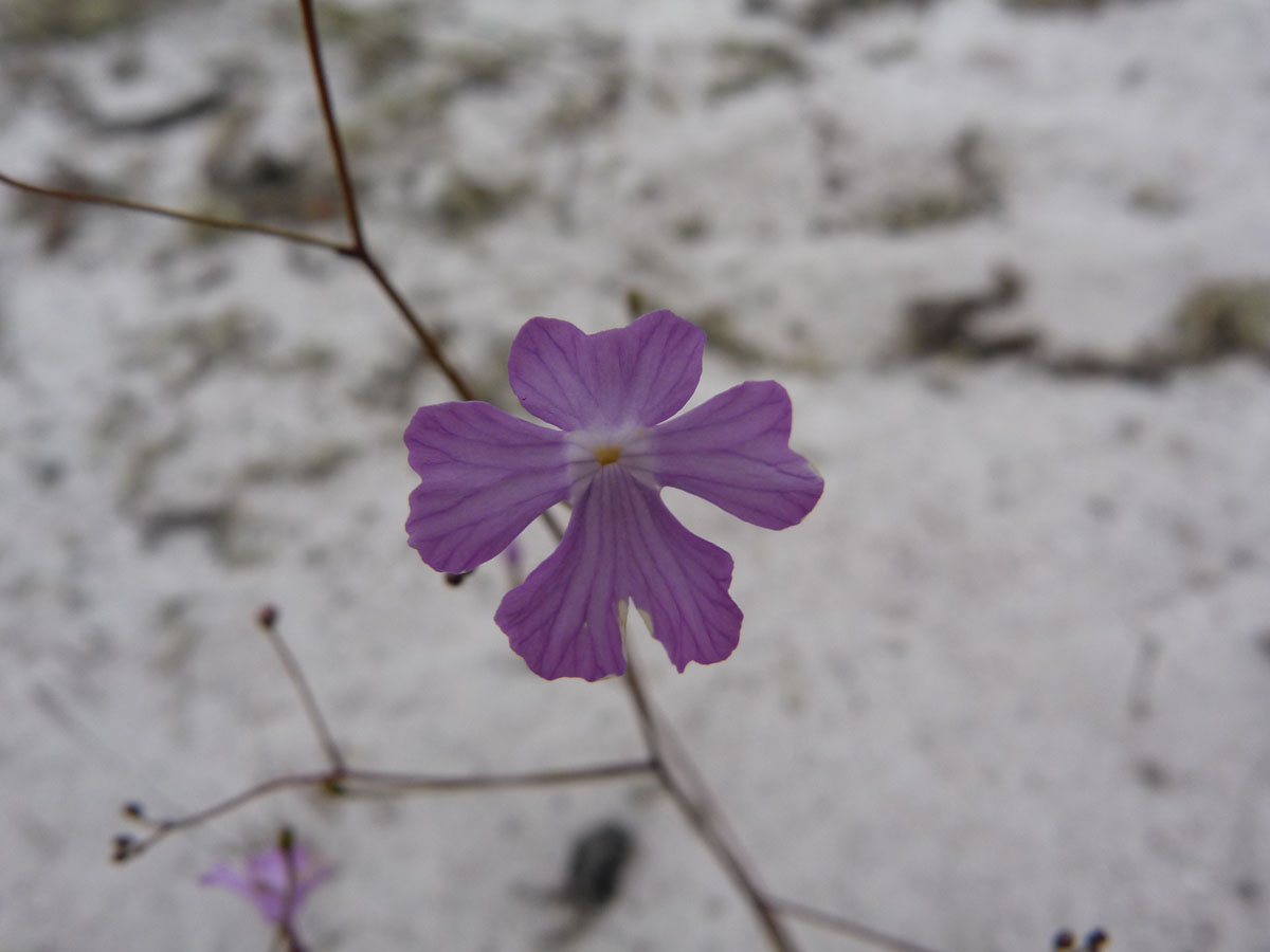 Plantaginaceae Philcoxia bahiensis