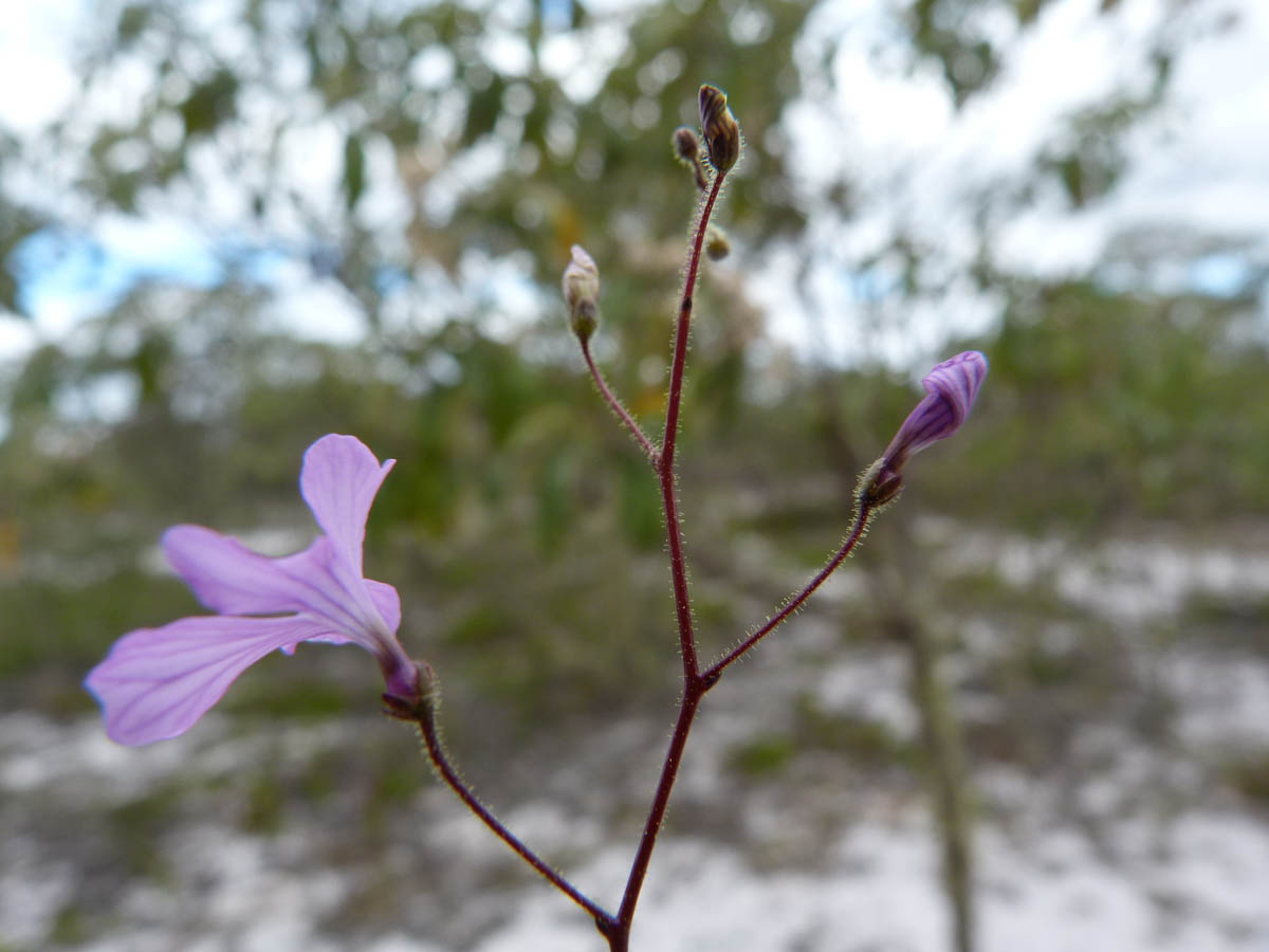 Plantaginaceae Philcoxia bahiensis