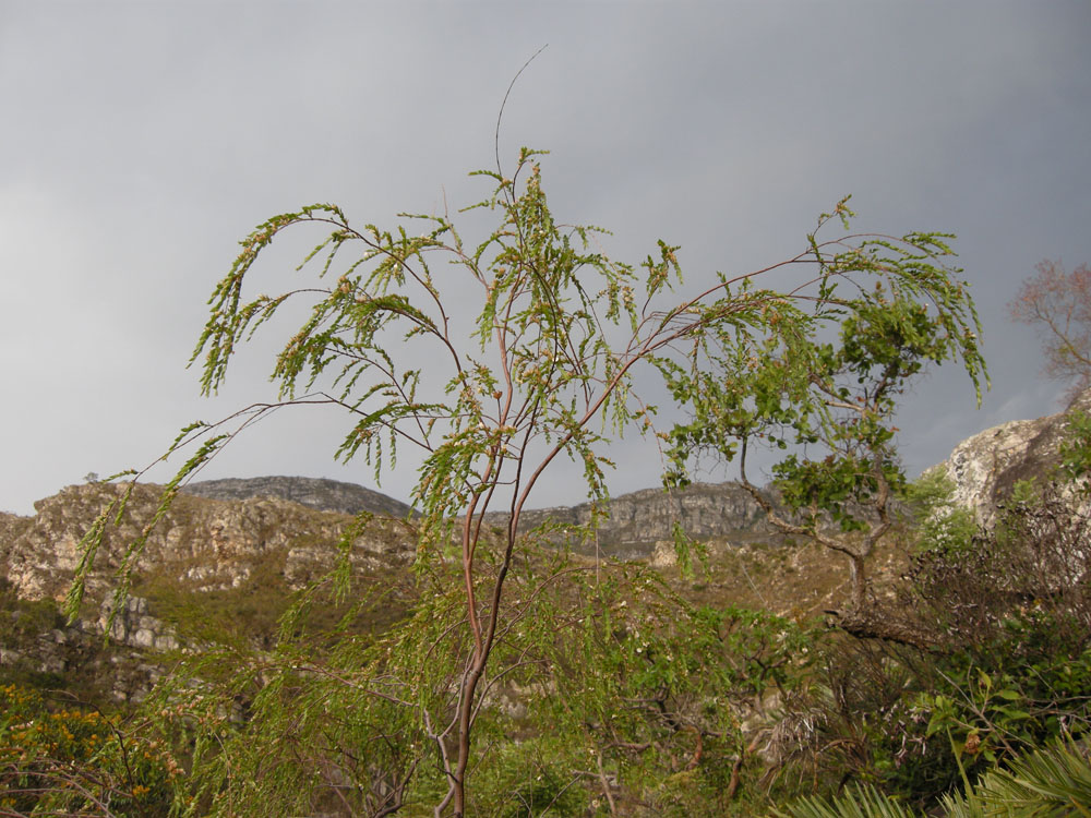 Vochysiaceae Callisthene microphylla