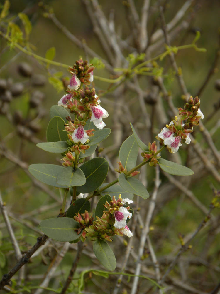 Vochysiaceae Qualea cordata