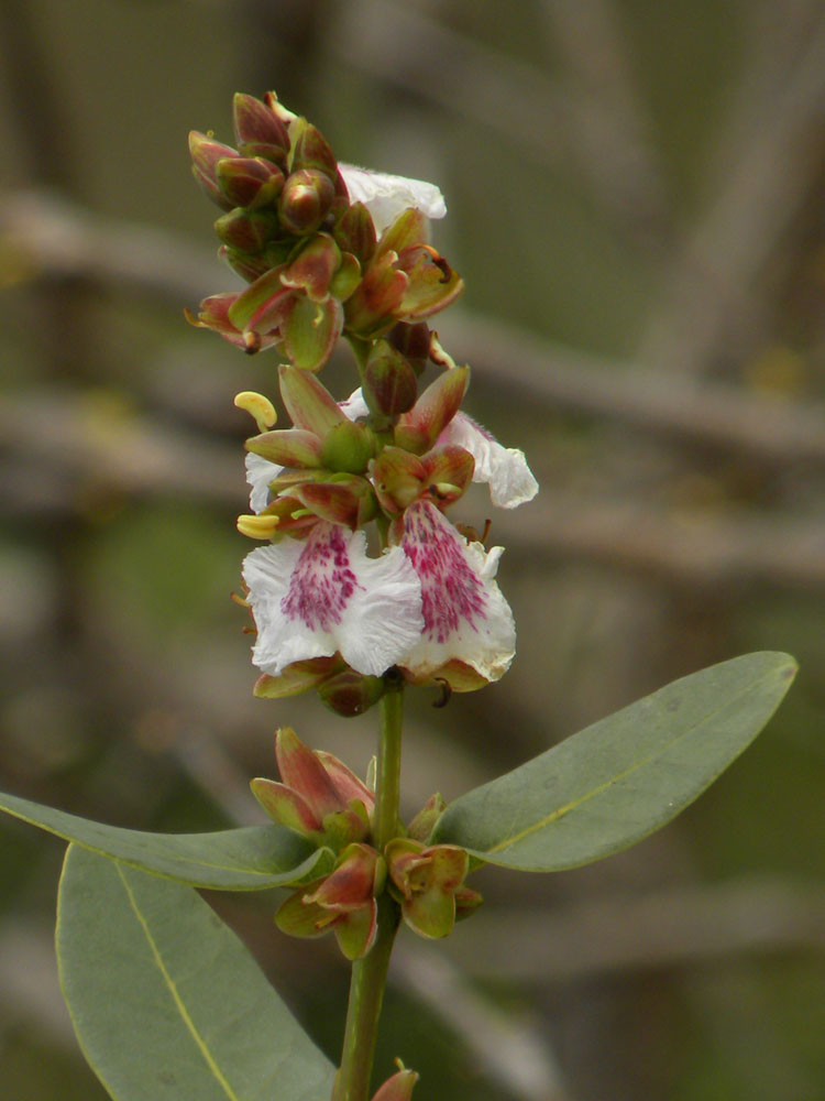 Vochysiaceae Qualea cordata