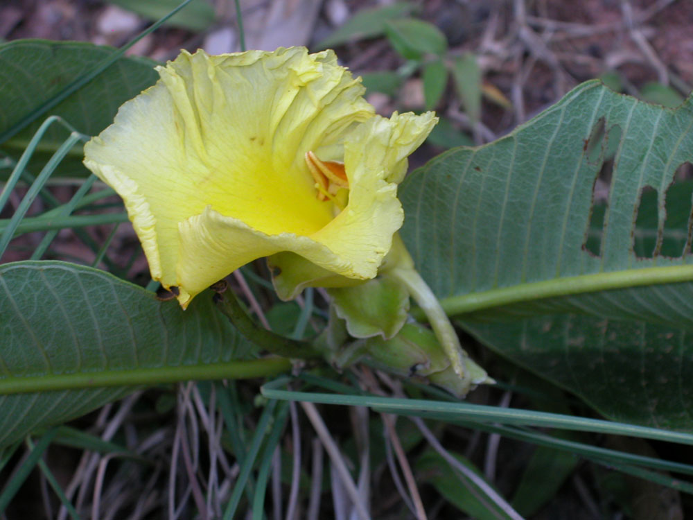 Vochysiaceae Qualea grandiflora