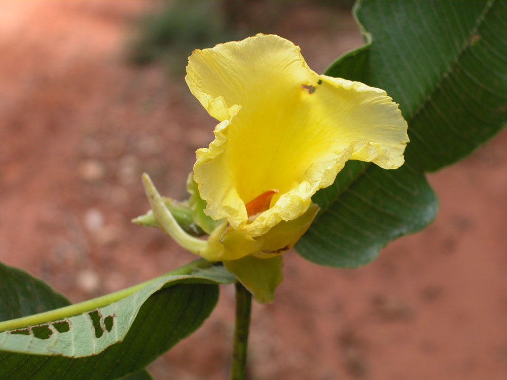 Vochysiaceae Qualea grandiflora