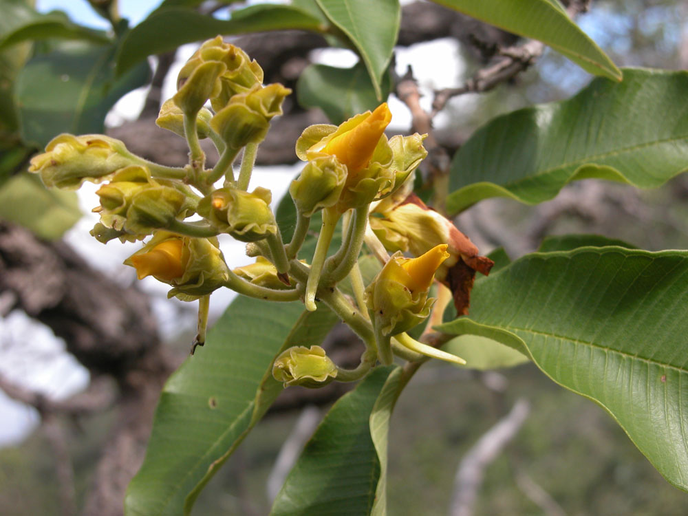 Vochysiaceae Qualea grandiflora