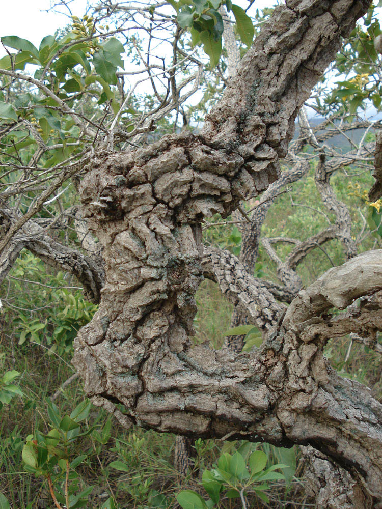 Vochysiaceae Qualea grandiflora