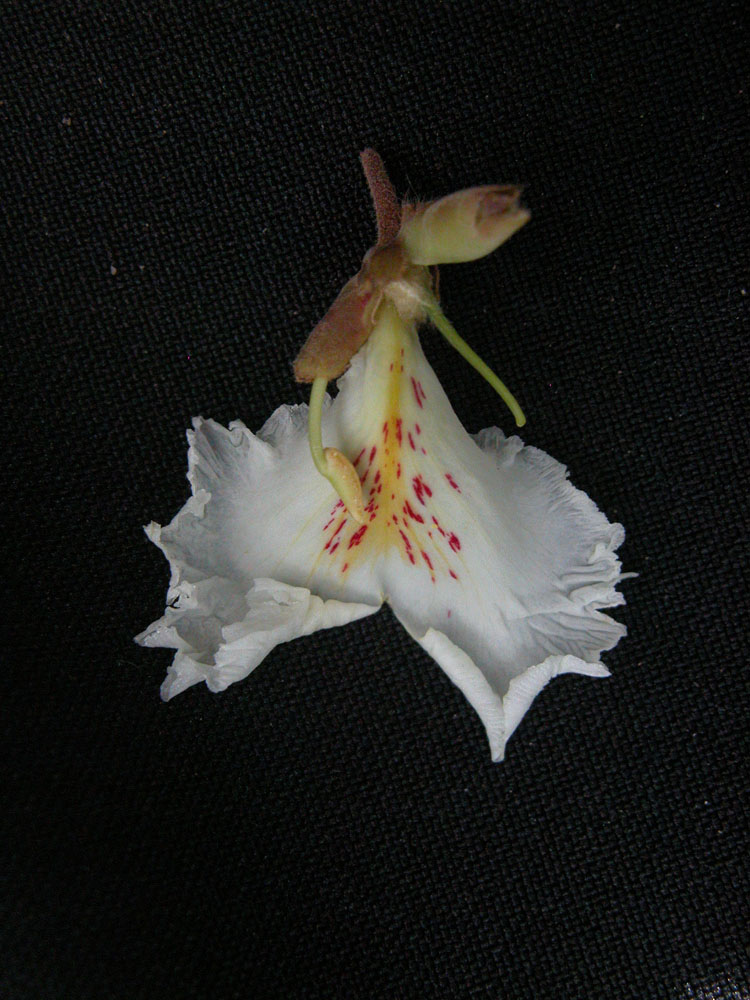 Vochysiaceae Qualea multiflora