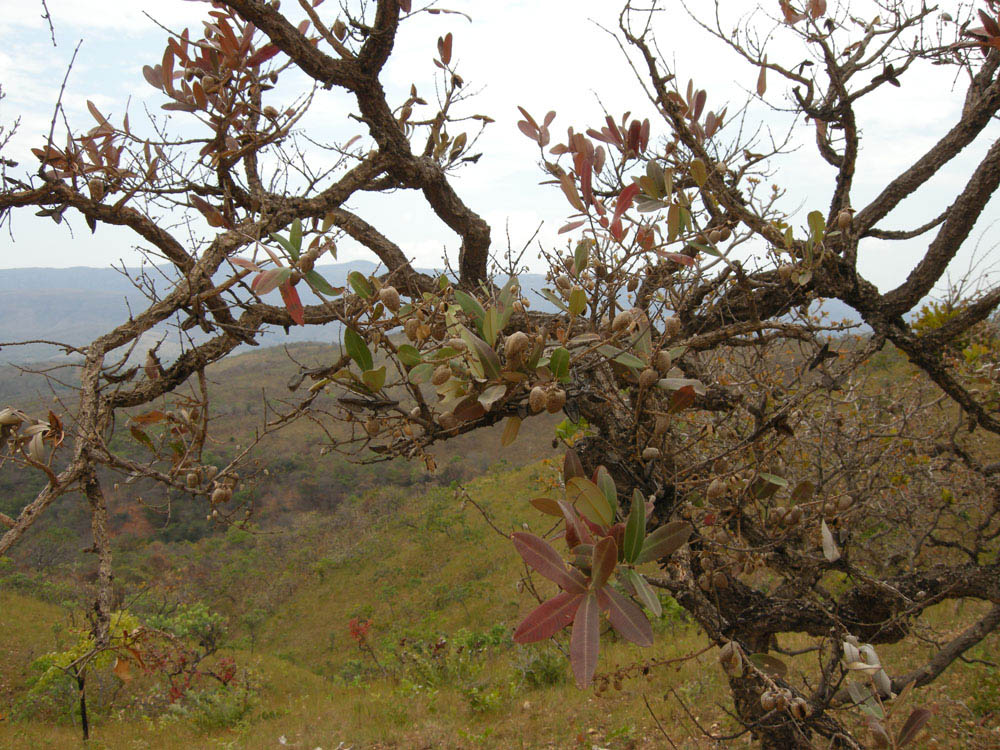 Vochysiaceae Qualea parviflora