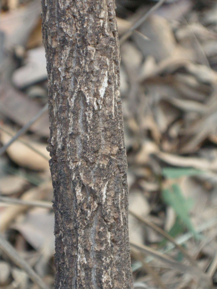 Vochysiaceae Qualea parviflora