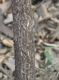 image of Qualea parviflora