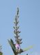 image of Qualea parviflora