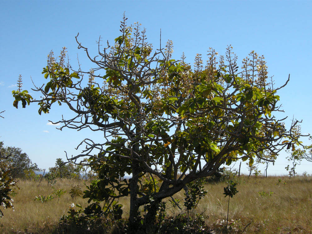 Vochysiaceae Salvertia convallariodora