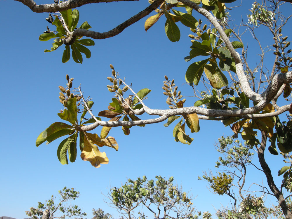 Vochysiaceae Salvertia convallariodora