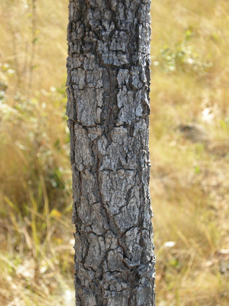 Vochysiaceae Salvertia convallariodora
