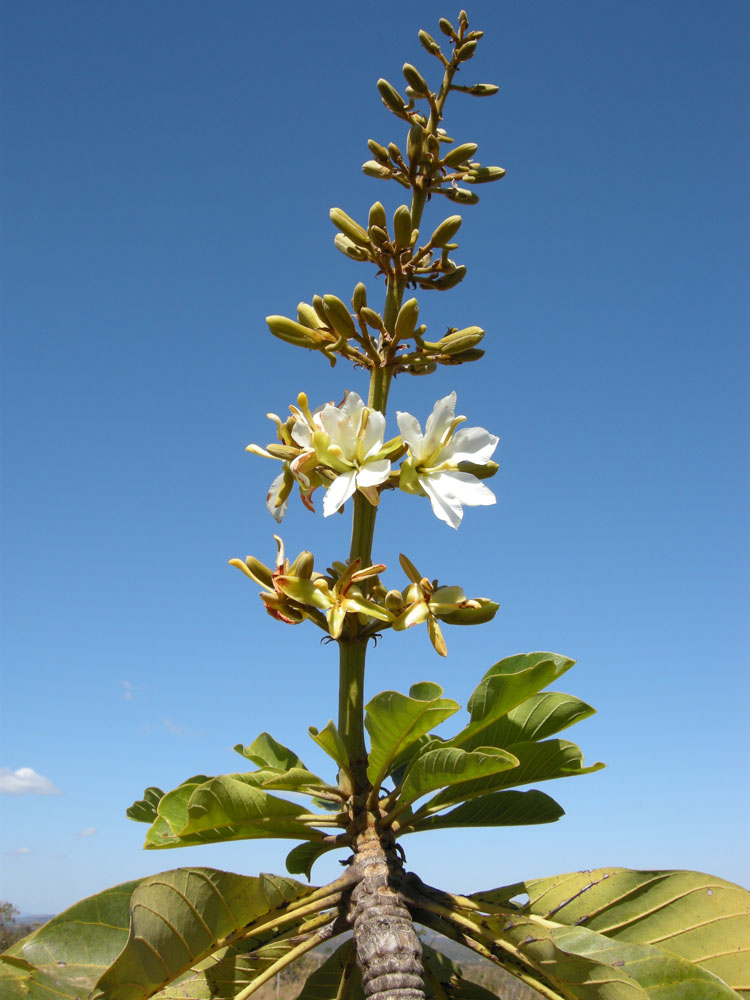 Vochysiaceae Salvertia convallariodora