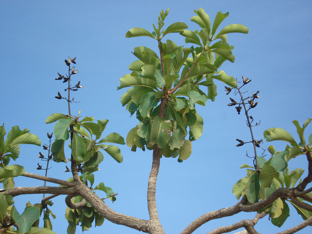 Vochysiaceae Salvertia convallariodora
