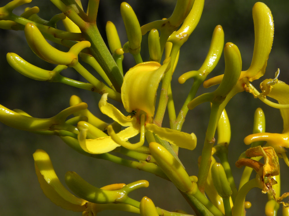 Vochysiaceae Vochysia discolor