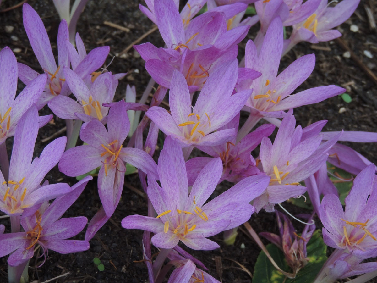 Colchicaceae Colchicum cilicicum