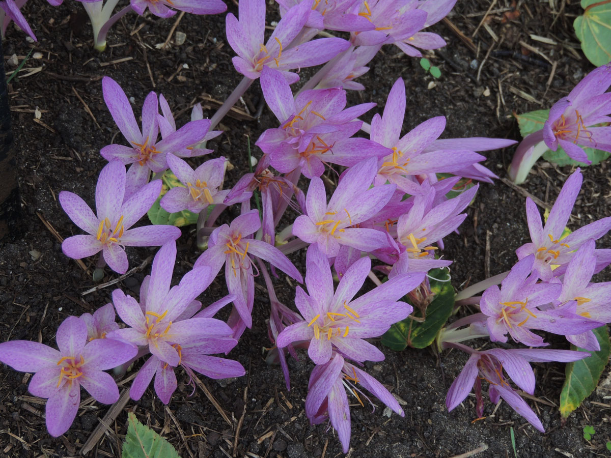 Colchicaceae Colchicum cilicicum