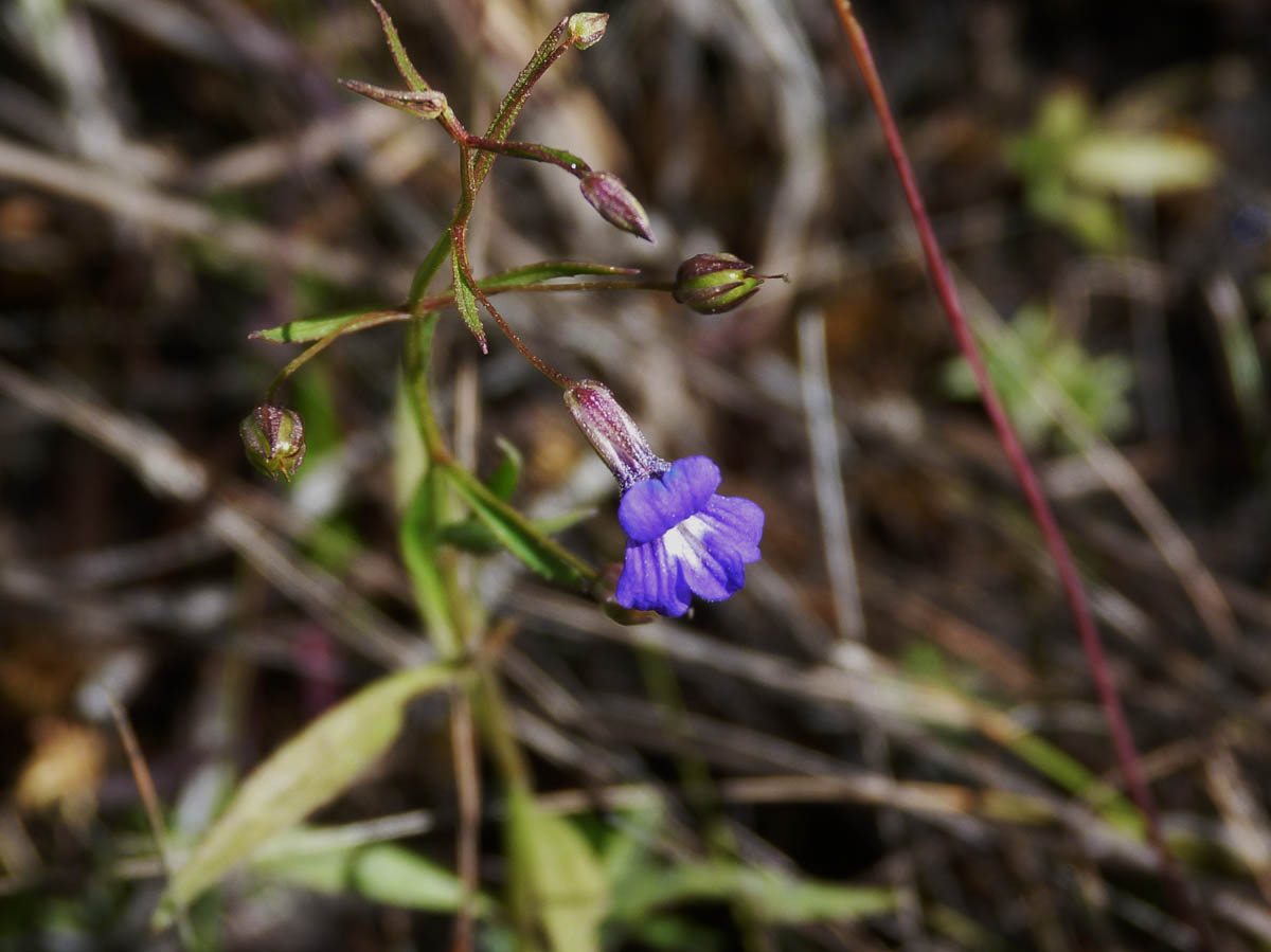 Plantaginaceae Conobea scoparioides