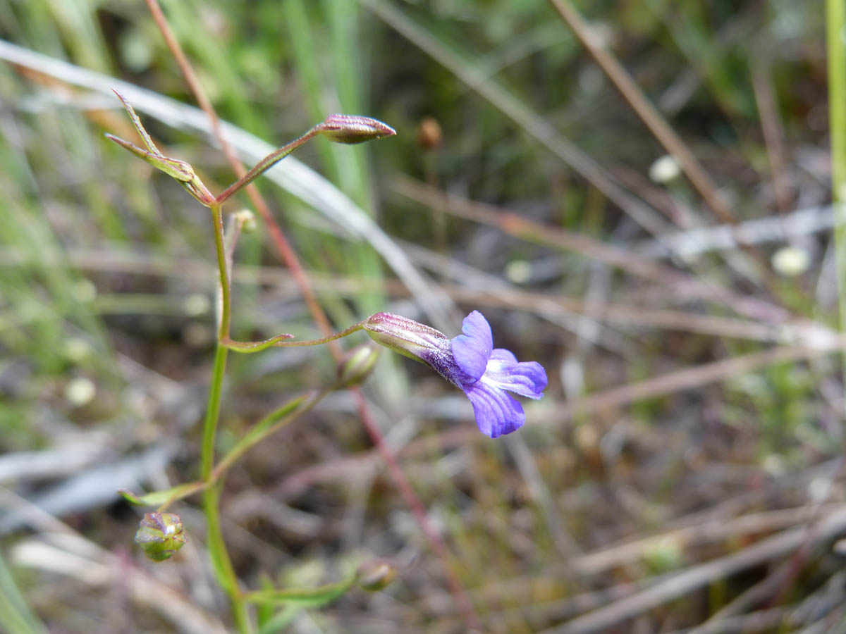 Plantaginaceae Conobea scoparioides