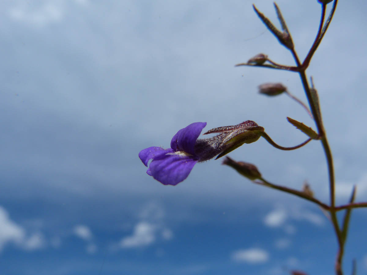 Plantaginaceae Conobea scoparioides