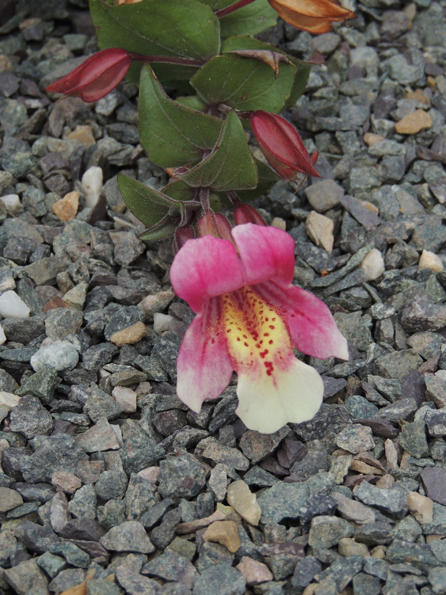 Phrymaceae Erythranthe naiandina