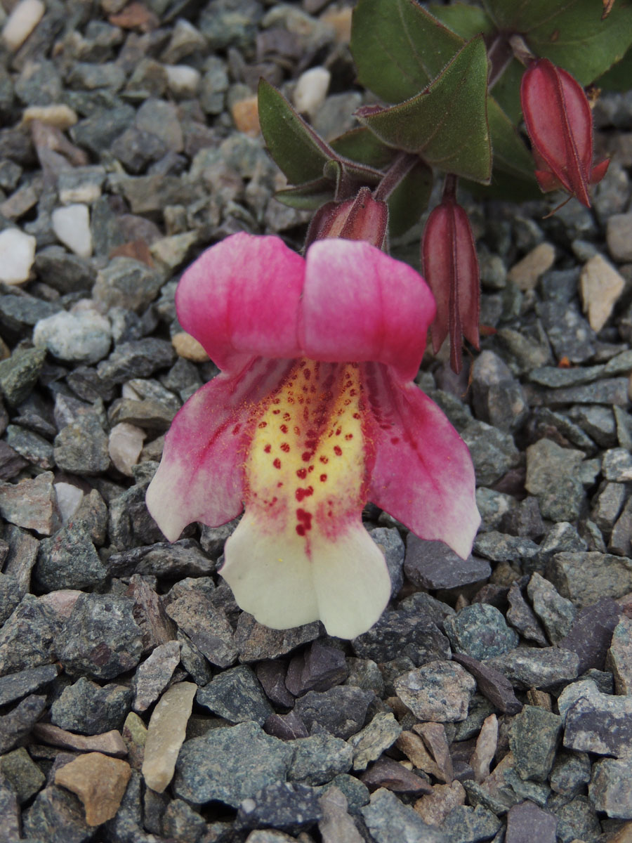 Phrymaceae Erythranthe naiandina