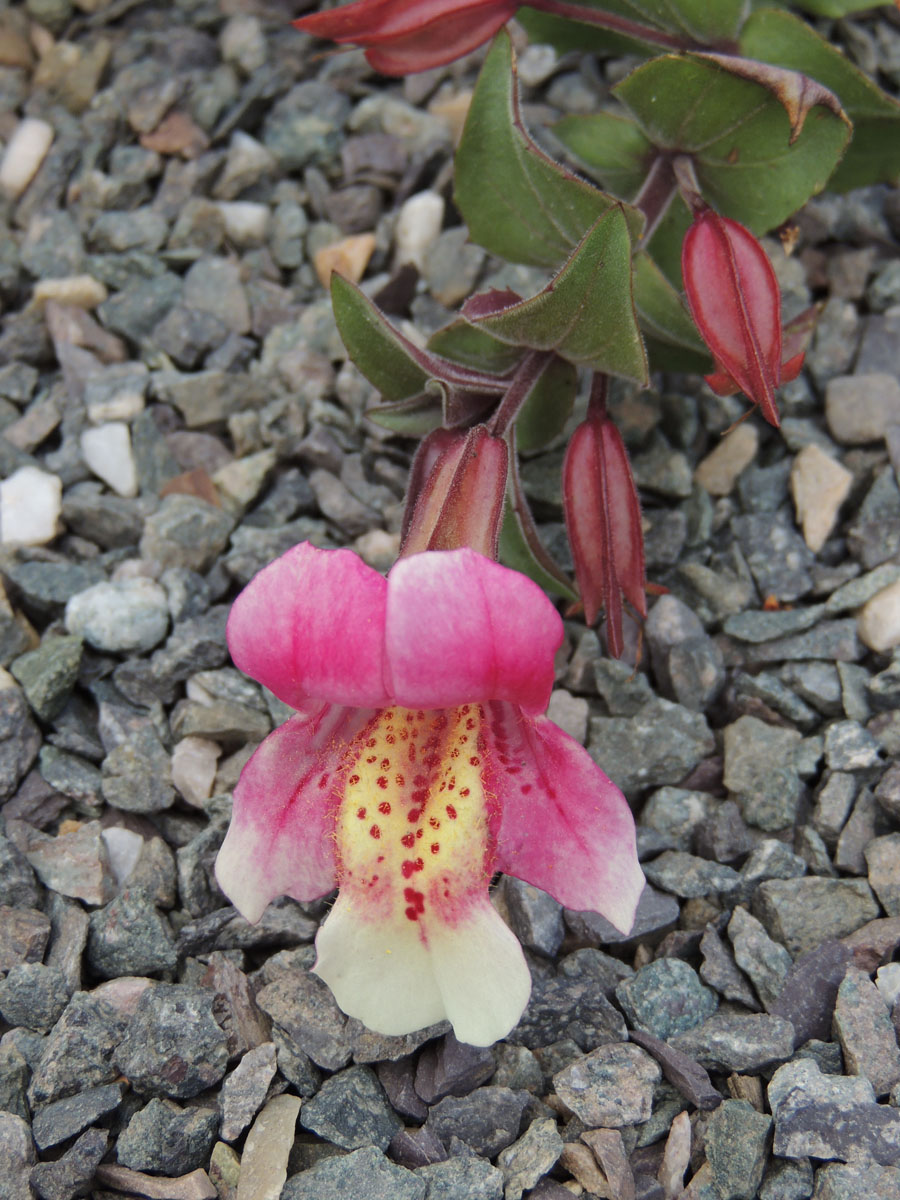 Phrymaceae Erythranthe naiandina