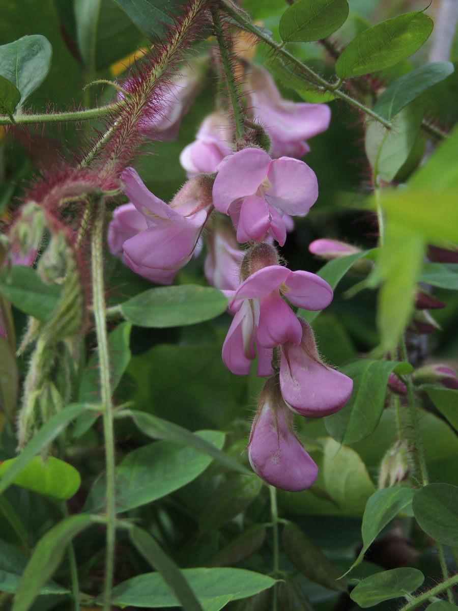 Fabaceae Robinia hispida