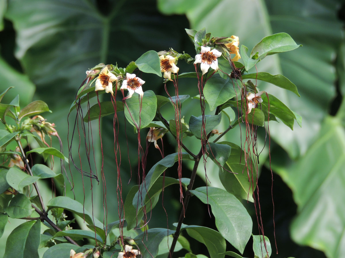 Apocynaceae Strophanthus 