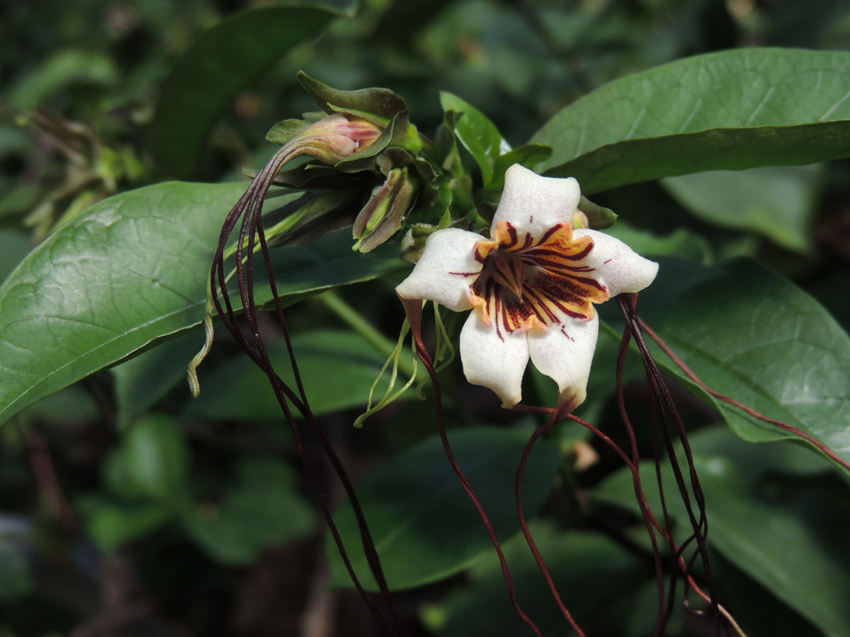 Apocynaceae Strophanthus 